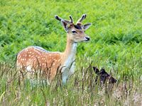 Damherten (Dama dama) in de duinen 2017..