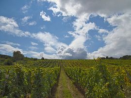 Vignoble en été sur Roger Trelou