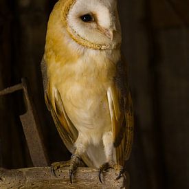 Barn owl in an old barn by Arjan van de Logt
