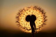 Sunset through a fluffy ball of dandelion by Cor de Hamer thumbnail