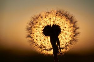 Sonnenuntergang durch einen flauschigen Ball aus Löwenzahn