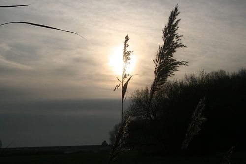 Riet von Robin van Tilborg