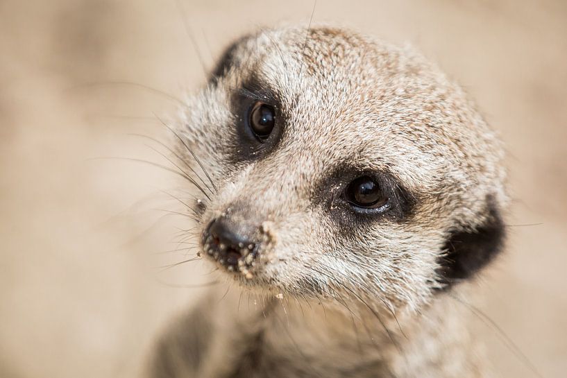 Gros plan sur le portrait d'un suricate par Simone Janssen
