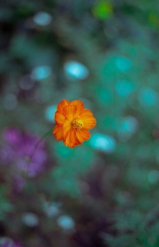 little flower