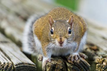 USA, Florida, Schattig gezicht van een zittende bruine eekhoorn van adventure-photos
