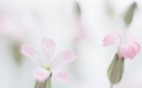 Roze koekruid
