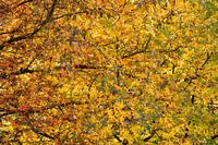 Autumn roof