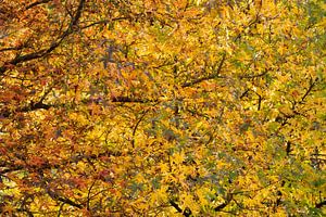 Toit d'automne