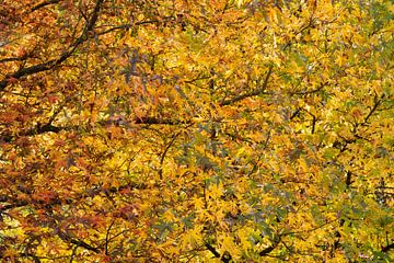 Herbstdach von Richard Gouw