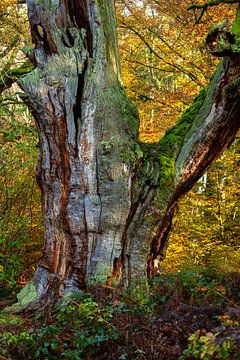 Oude boomstam in het sprookjesbos van Roland Brack