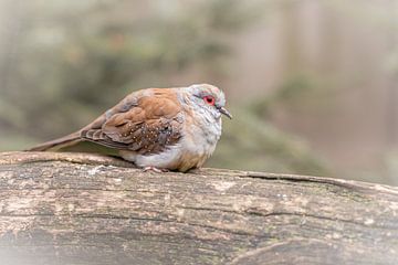 Diamond dove on a tree stump by Dafne Vos