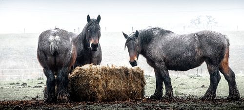 Arbeitspferde bei strömendem Regen.