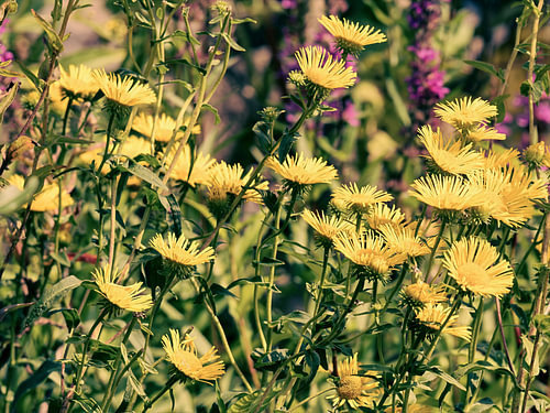 Yellow meadow flowers in summer