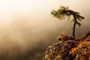 Kiefer im Morgennebel am Haferfels im Pfälzer Wald bei Dahn