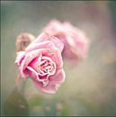 vintage roses van bob van den berg thumbnail