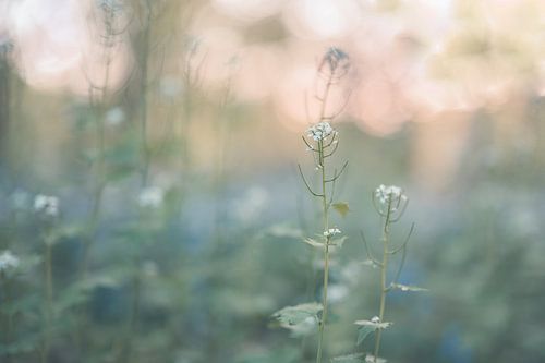 flowers part 284