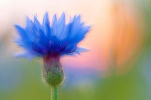 summer blue