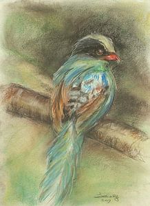 Oiseau 1