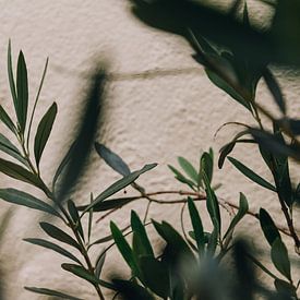 Branche d'olivier contre un mur beige à Trastevere, Rome, Italie | Fine Art Travel Photography sur Evelien Lodewijks