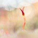 it takes two to tango 2 by Ria Bloemendaal thumbnail