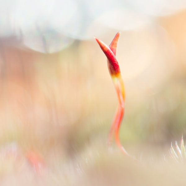 it takes two to tango 2 by Ria Bloemendaal