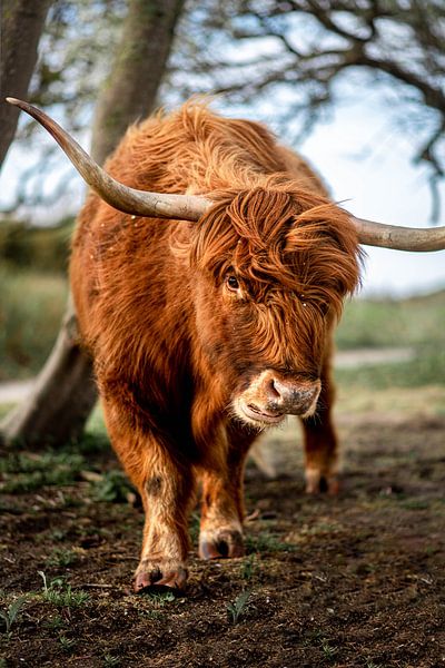 Le Highlander écossais dans le parc de Westduin par Charlotte Van Der Gaag