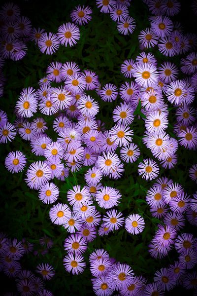 Asters by Thomas Jäger
