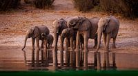 Drinkende olifantenfamilie aan de oever van een rivier