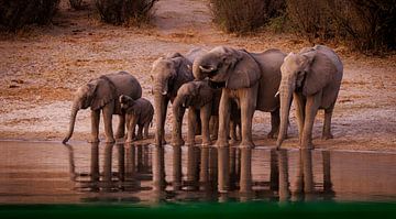 Drinkende olifantenfamilie aan de oever van een rivier van Eddie Meijer
