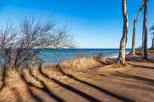 Gespensterwald an der Ostseeküste bei Nienhagen