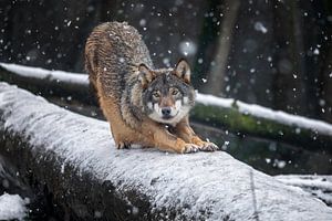 loup gris