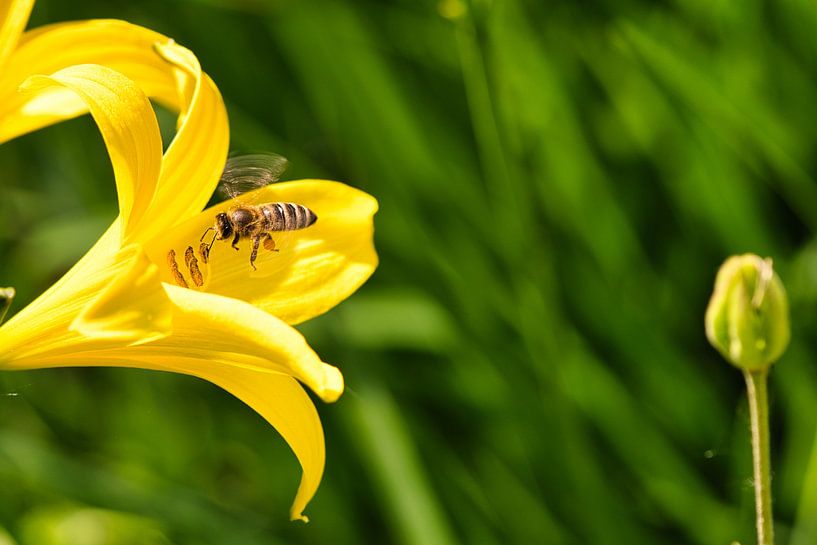 Bee flies on a flower to collect nectar by Martin Köbsch