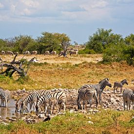 Zebras at the waterhole in Etosha Park by WeltReisender Magazin