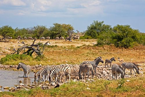 Zebras am Wasserloch im Etosha-Park