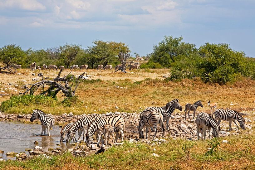 Zebras at the waterhole in Etosha Park by WeltReisender Magazin