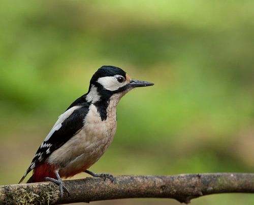 Grote Bonte Specht in het frisse groen