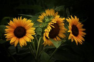 Sonnenblumen van Gabriele Haase