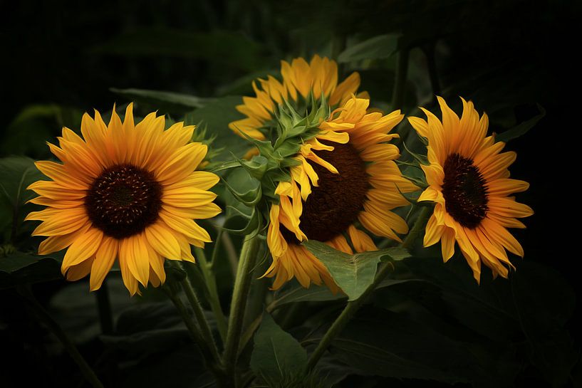 Sonnenblumen par Gabriele Haase