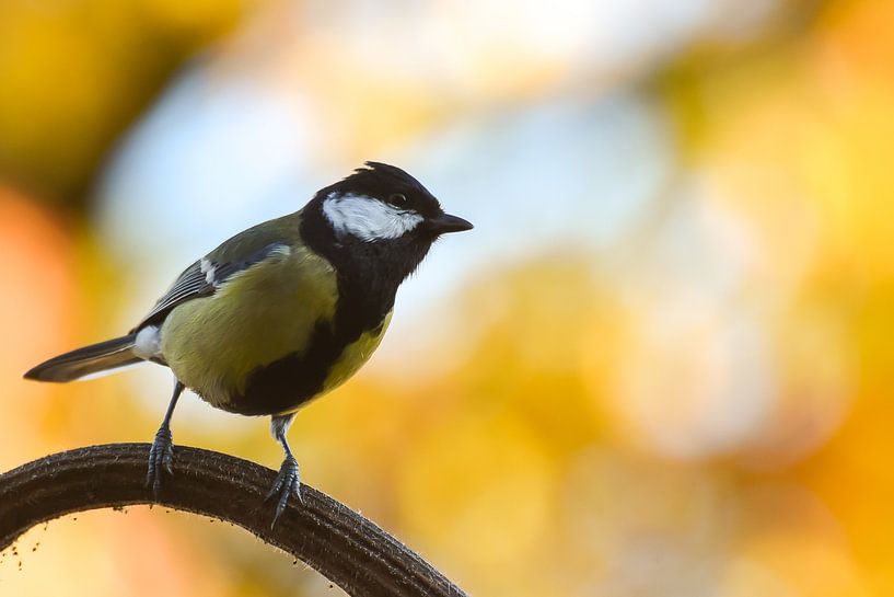 Great tit on sunflower by Danny Slijfer Natuurfotografie