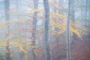 Prachtige herfstkleuren op een mistige ochtend in het Mullerthal in Luxemburg. van Jos Pannekoek