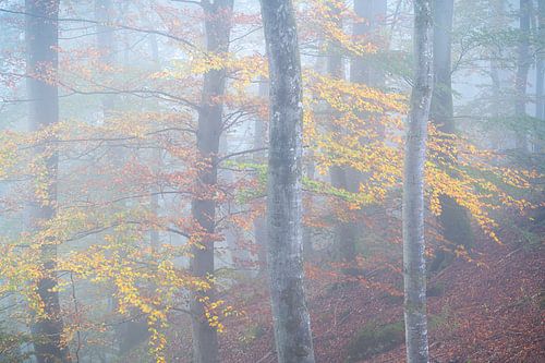 Prachtige herfstkleuren op een mistige ochtend in het Mullerthal in Luxemburg.