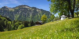 Le printemps alpin dans l'Allgäu sur Walter G. Allgöwer