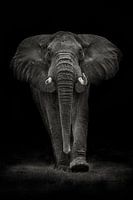 Ngorongoro Bull, Mario Moreno