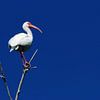 Tiefblauer Himmel mit Ibis von Christiane Schulze