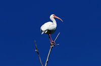 Diepblauwe lucht met Ibis
