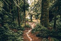 Into the Jungle