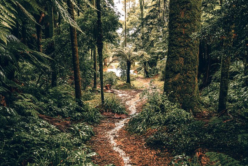 Into the Jungle von Joris Machholz