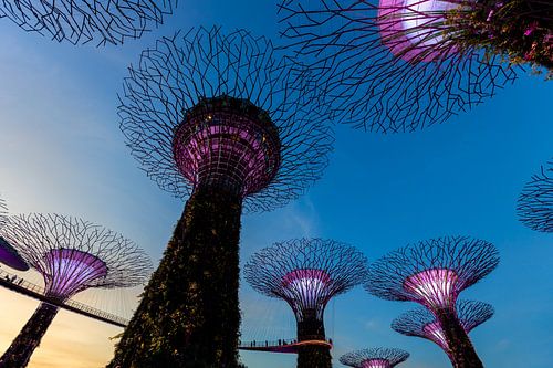 Supertree grove, Singapur