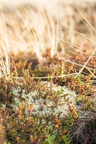 Lichens et bruyères dans la lumière des dunes de Terschelling