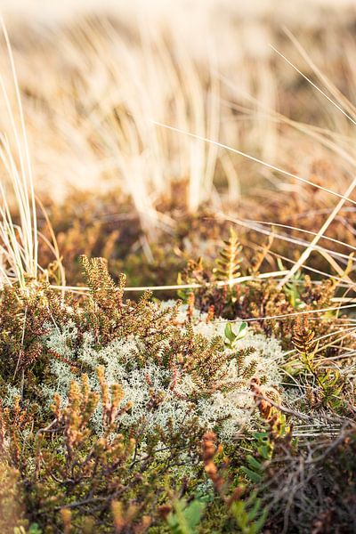Lichens and heather in Terschelling's dune light by Marjan Schmit Visser